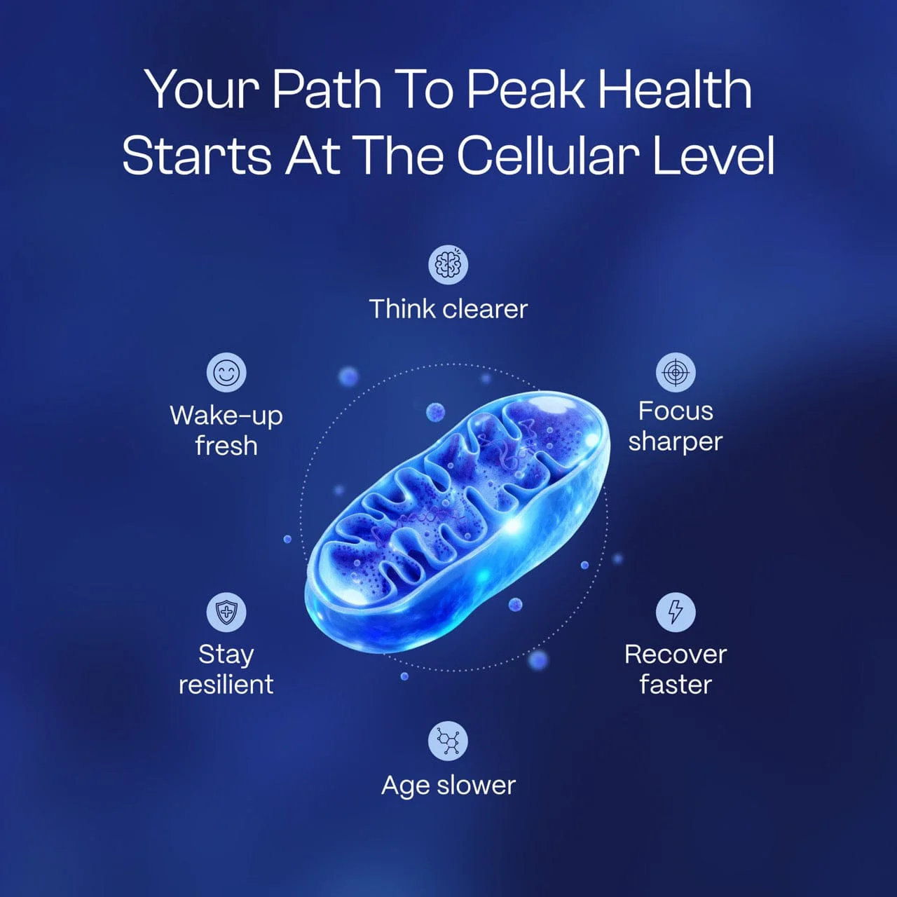 Ultimate MB Capsules + Vit C. - Image 4